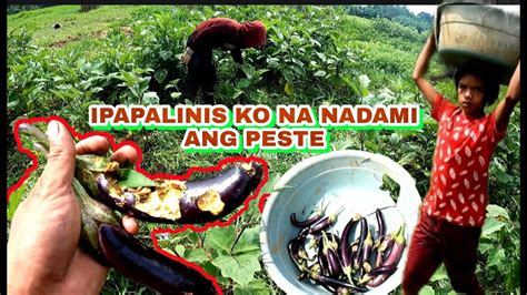 May extra size ang ipapalinis na tubo kay Nadine dapat may .